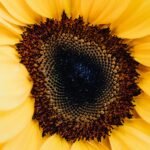Detailed close-up shot of a vibrant yellow sunflower showcasing its intricate patterns and textures.