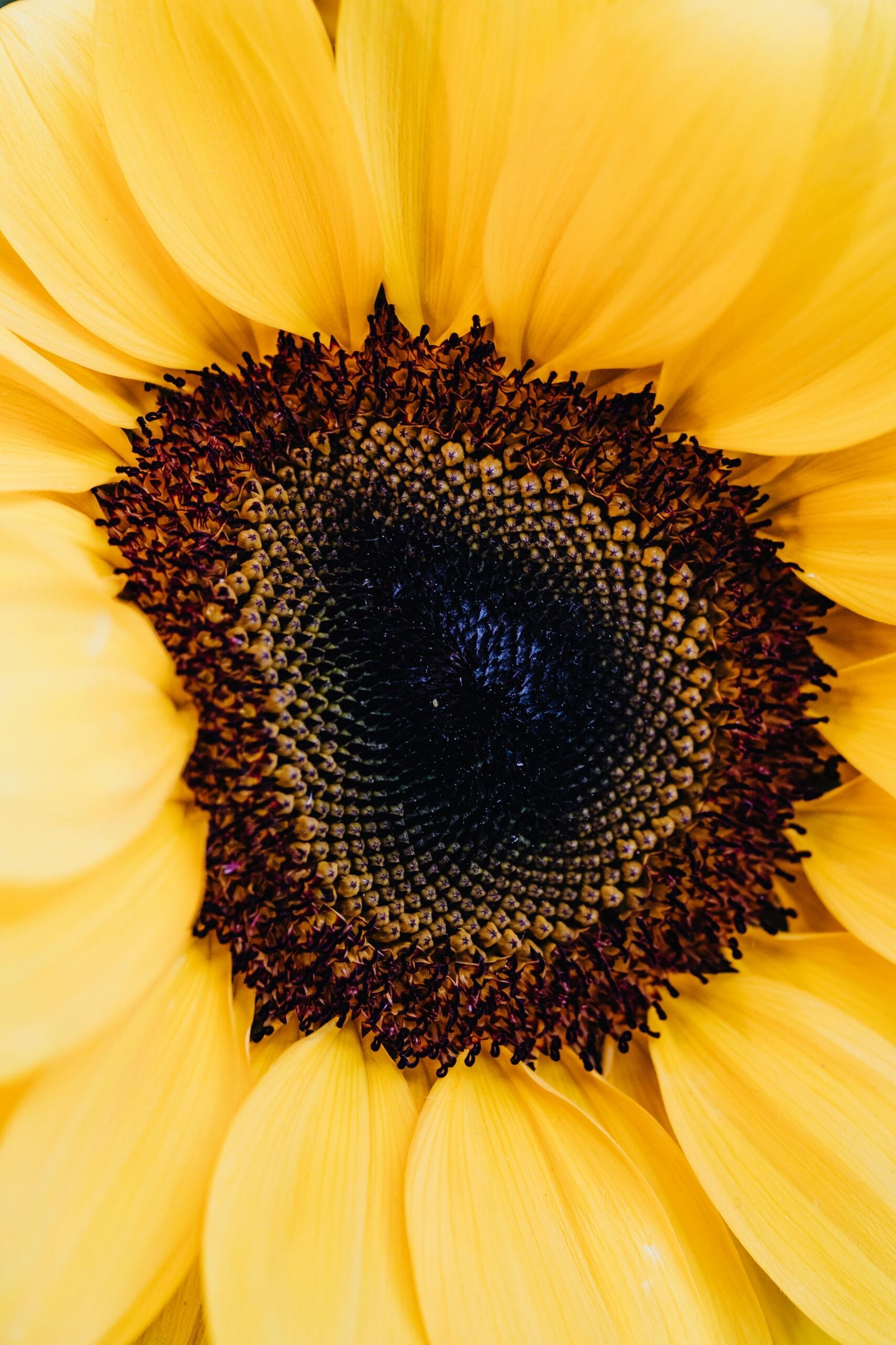 Detailed close-up shot of a vibrant yellow sunflower showcasing its intricate patterns and textures.