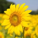 Vibrant yellow sunflower in a lush field, symbolizing summer and growth.