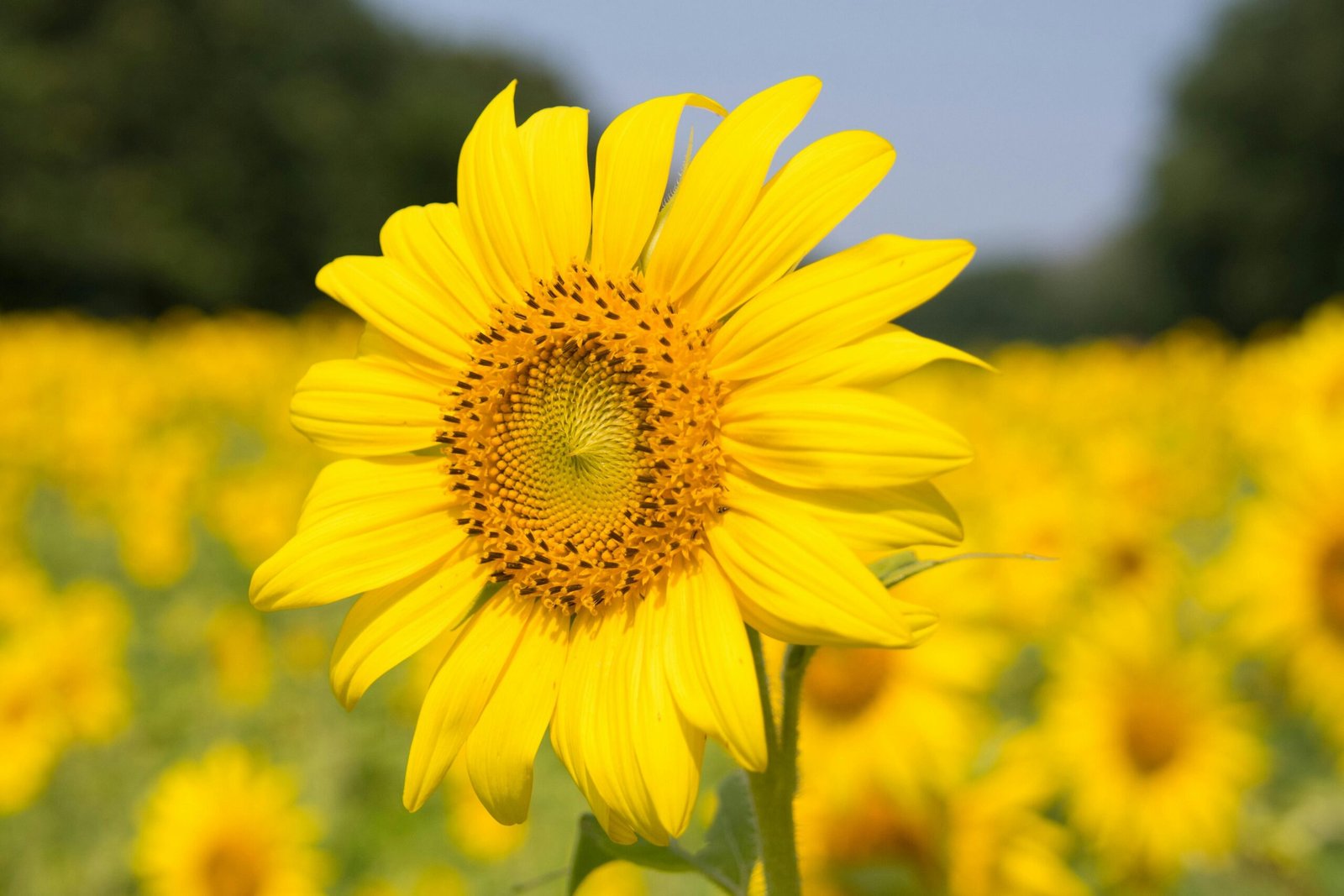 Vibrant yellow sunflower in a lush field, symbolizing summer and growth.